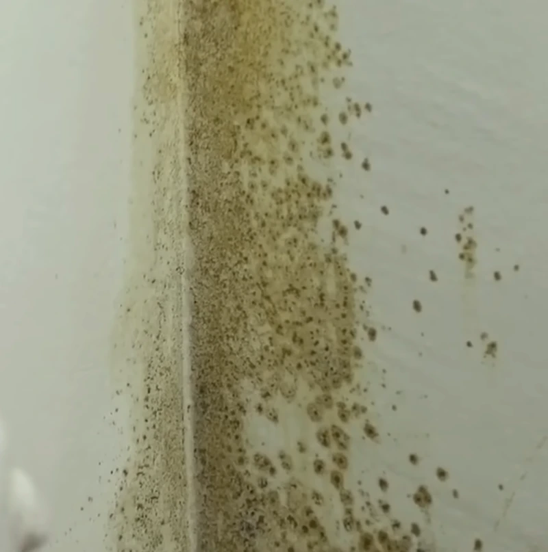 Black Mold in wall